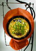installation interactive with plants, contemporary art - Peter Keene et Piet.sO 2005 