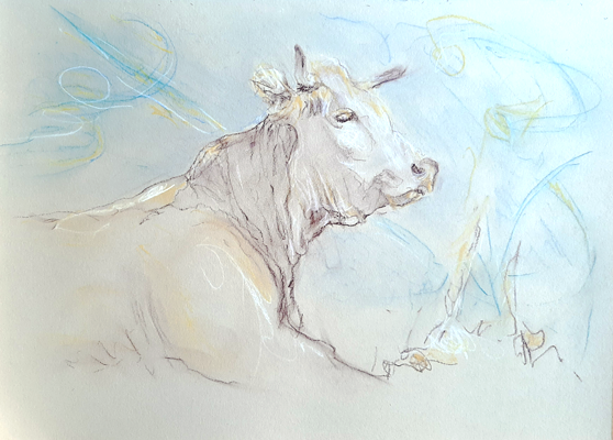 peace - ukraine - cow contemporary drawing . personal exhibition : savez-vous planter les choux - Piet.sO - Espace d'art contemporain Jean Prouvé, Issoire, France - pastel on paper, gaucherie. wrong hand drawing.