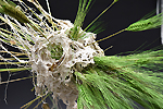 sculpture en oseille, blé et briques -Piet.sO - art contemporain