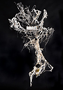 sculpture contemporaine, résine acrylique, l'arbre qui crachait la forêt Piet.sO 2018 