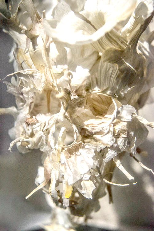 Allium sativum amen - Piet.sO  2014 sculpture vanité en feuilles d'ail sous cloche de verre