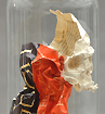 Piet.sO,crâne en papier sous cloche en verre. art contemporain